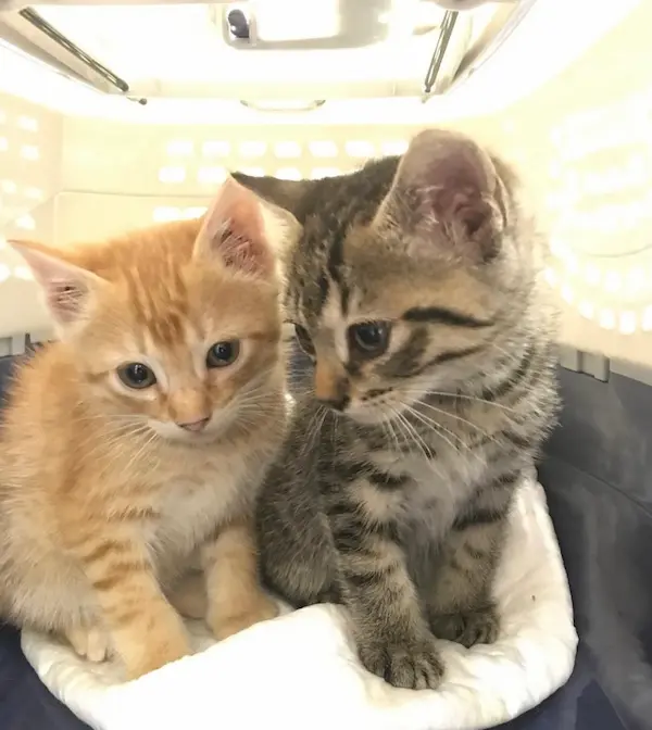 Dermatología veterinaria experta en Tres Cantos