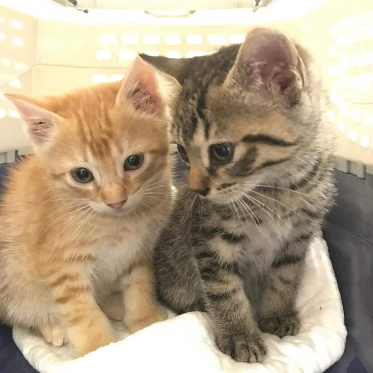 Planes de salud para gatos
