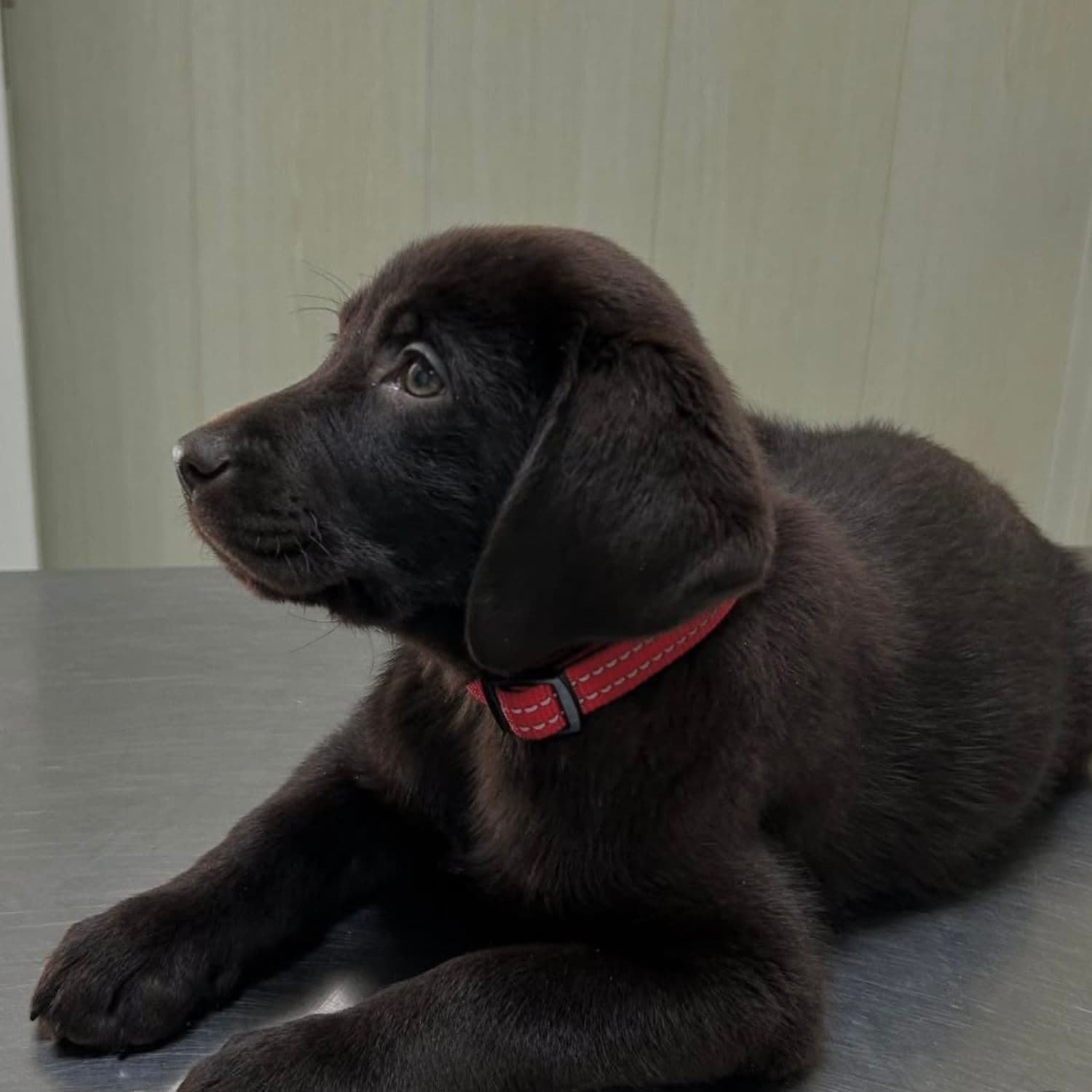 Salud preventiva para perros