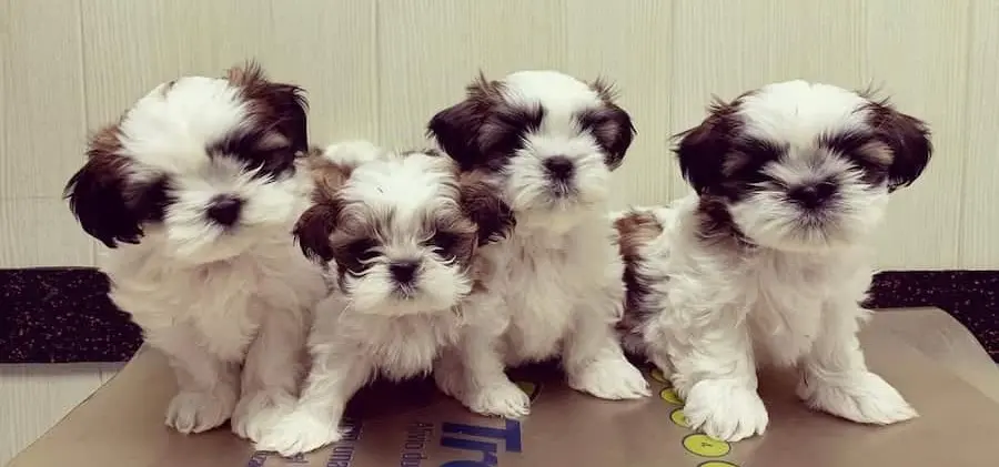 Especialista en medicina interna veterinaria