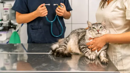 Planes de salud VetCantos